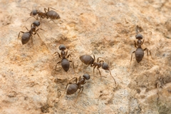 Lasius japonicus