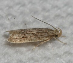 Helcystogramma chambersella