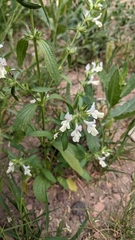 Stachys annua