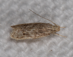 Helcystogramma chambersella