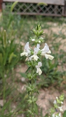 Stachys annua