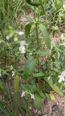 Stachys annua