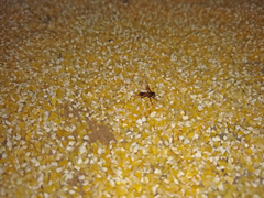Oxytrigona tataira