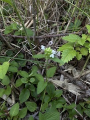 Prunella vulgaris vulgaris