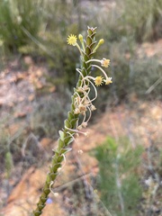 Struthiola argentea