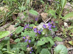 Prunella vulgaris vulgaris