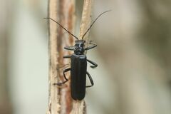 Lycocerus attristatus