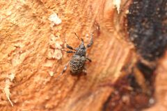 Mechistocerus nipponicus