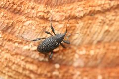 Mechistocerus nipponicus