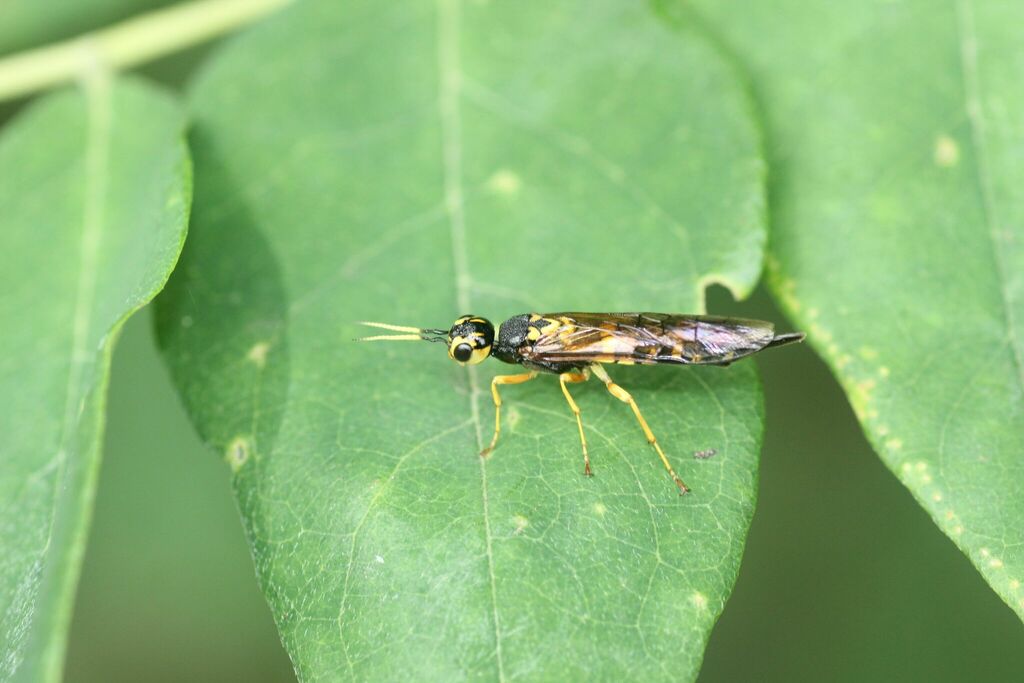 Xiphydria buyssoni