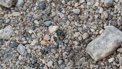 Gastrophysa polygoni