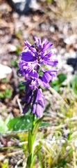 Polygala wolfgangiana