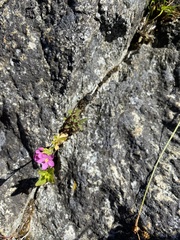 Centaurium littorale
