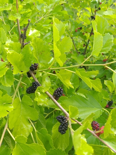 Morus alba