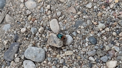 Gastrophysa polygoni