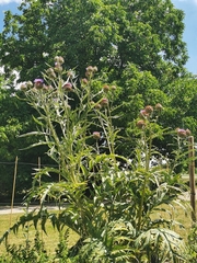 Cynara cardunculus cardunculus