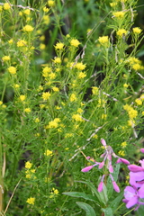 Descurainia sophioides