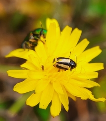 Cryptocephalus vittatus