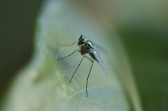 Chrysosoma leucopogon