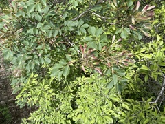 Fraxinus bungeana