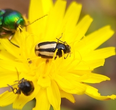 Cryptocephalus vittatus