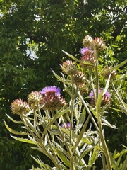 Cynara cardunculus cardunculus