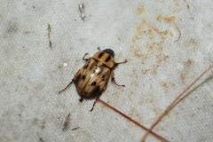 Cyclocephala stictica