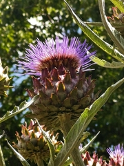 Cynara cardunculus cardunculus