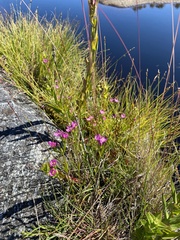 Centaurium littorale