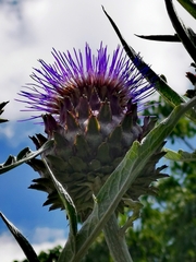 Cynara cardunculus cardunculus