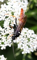 Amblyjoppa fuscipennis