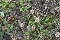 Trifolium repens