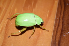 Macropoidelimus mniszechi