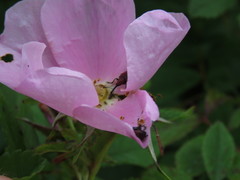 Merhynchites bicolor