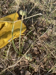 Zephyranthes longifolia