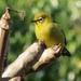 Green Cape White-Eye - Photo (c) seasav, some rights reserved (CC BY-NC-ND), uploaded by seasav