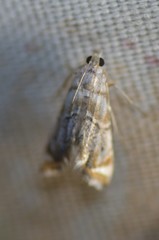 Eoparargyractis