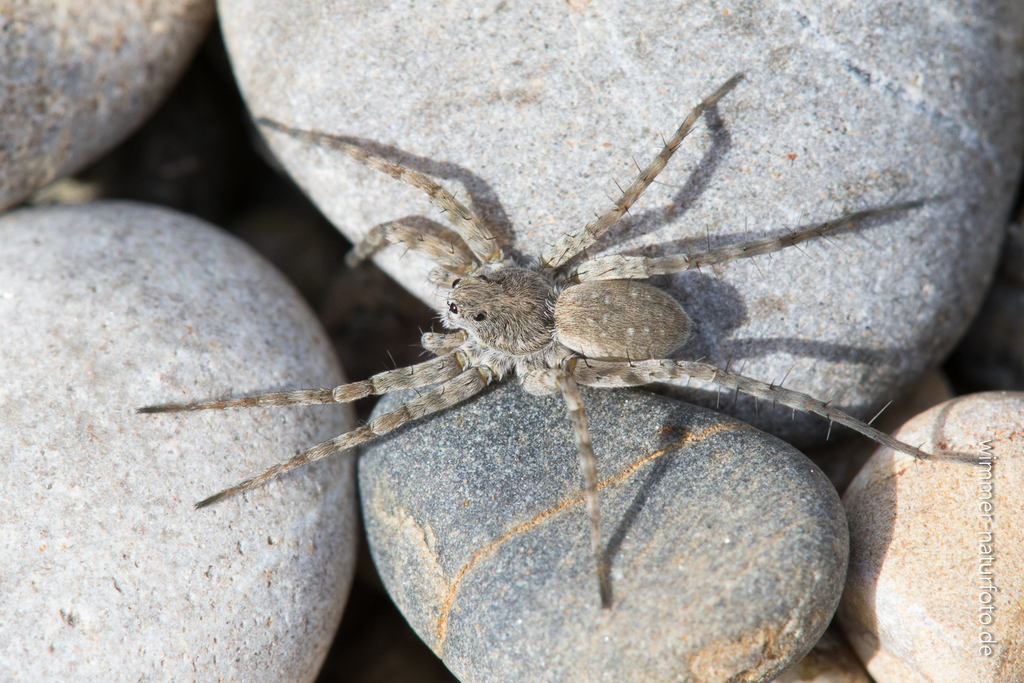 Pardosa wagleri