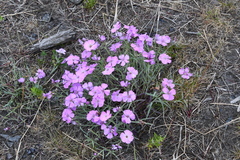 Dianthus repens