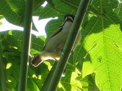 Pogoniulus bilineatus