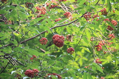 Huberantha cerasoides