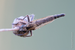 Neoepitriptus setosulus