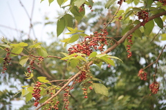 Lannea coromandelica