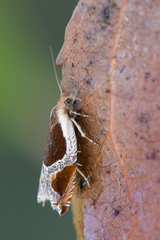 Ancylis unculana