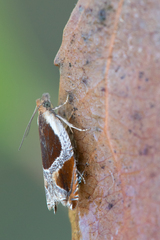 Ancylis unculana