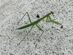 Mantidae
