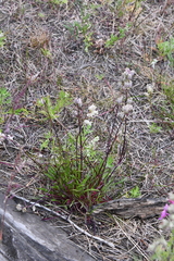 Silene paucifolia