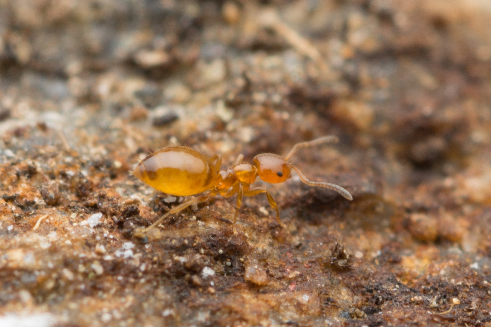 Plagiolepis flavescens