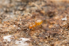 Plagiolepis flavescens