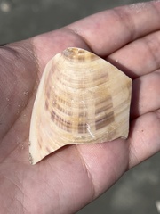 Macrocallista